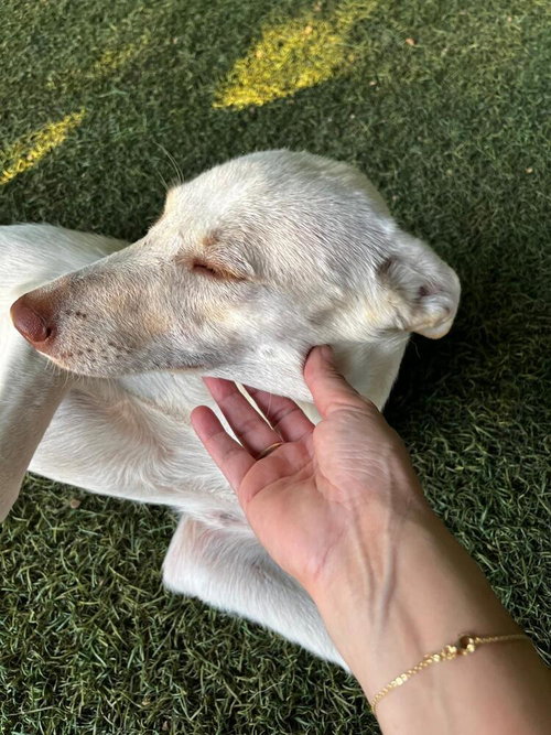PEARL (LEBANON) - NT - Labrador Retriever available for adoption