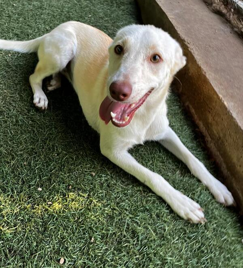 Pearl (Lebanon) - nt, an adoptable Labrador Retriever in LANGLEY, BC