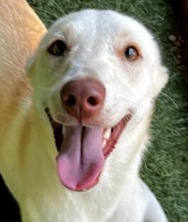 PEARL (LEBANON) - NT - Labrador Retriever available for adoption