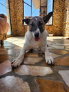 Ranya (Lebanon) nt - Photo 2