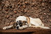 Ranya (Lebanon) nt - Photo 4