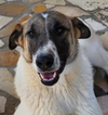 Ranya (Lebanon) nt - Photo 3