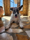 Ranya (Lebanon) nt - Photo 4