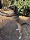 Jaze (Lebanon) nt - Photo 4