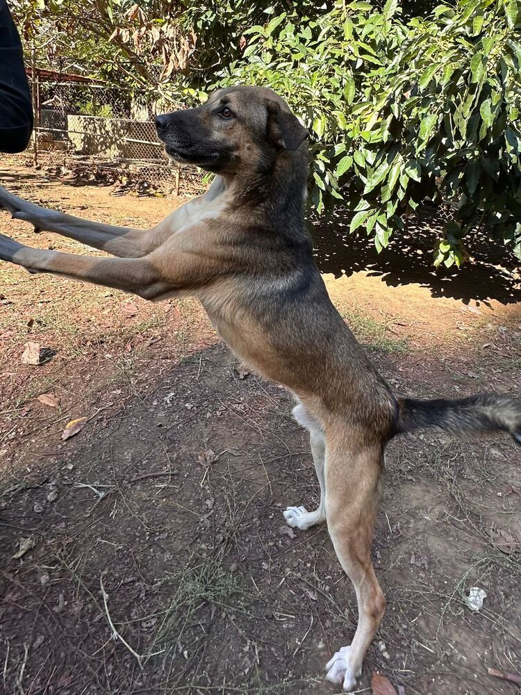 Jaze (Lebanon) nt