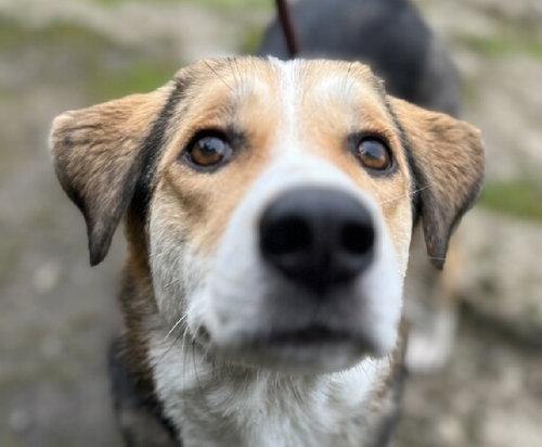 CHANEL (Local) sf, an adoptable Beagle in LANGLEY, BC