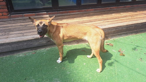 TOFFEE (S. KOREA) HZ - Jindo (Korean) available for adoption