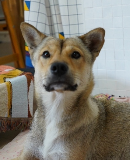LATTE (S. KOREA) AS - Jindo (Korean) available for adoption