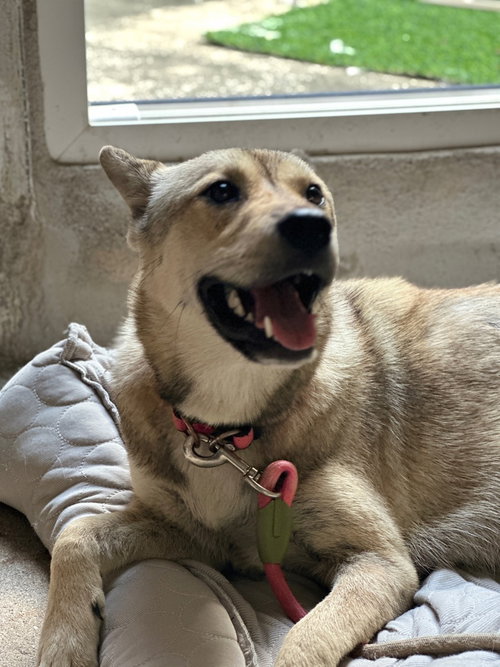 LATTE (S. Korea) as, an adoptable Jindo in LANGLEY, BC