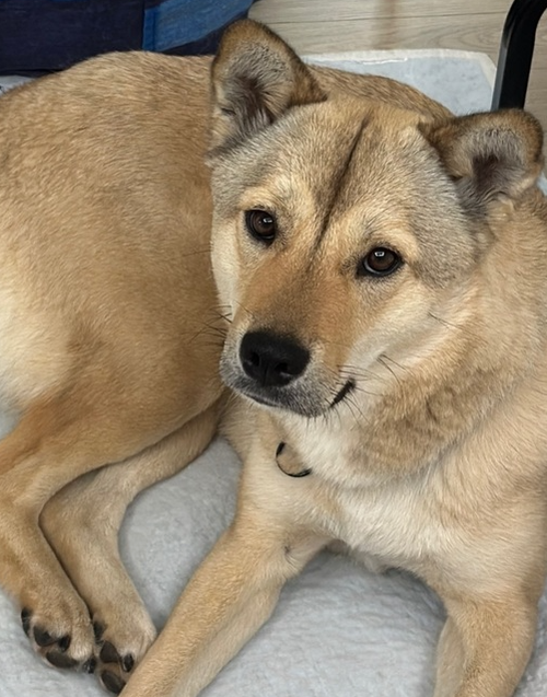 LATTE (S. Korea) as, an adoptable Jindo in LANGLEY, BC