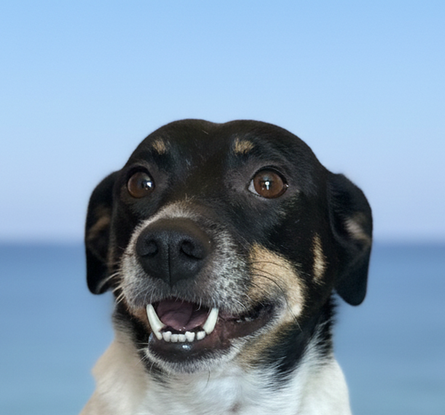 MITZI (REP OF GEORGIA) YO - Rat Terrier available for adoption