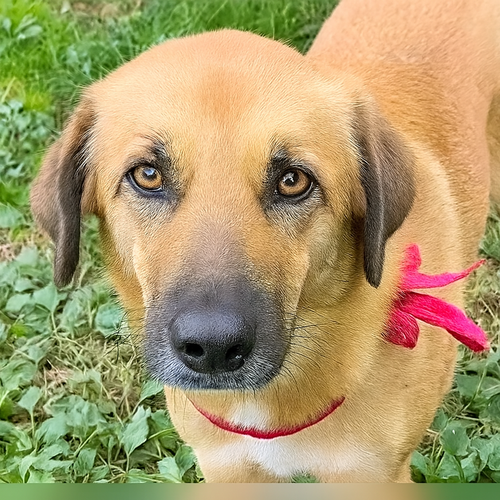 ARABELA (REP OF GEO) YO BOND W/ KAYLOR - Golden Retriever / Labrador Retriever available for adoption