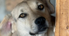 KAYA (Armenia)/LF - Photo 1