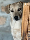 KAYA (Armenia)/LF - Photo 3