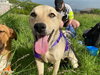 KAYA (Armenia)/LF - Photo 4