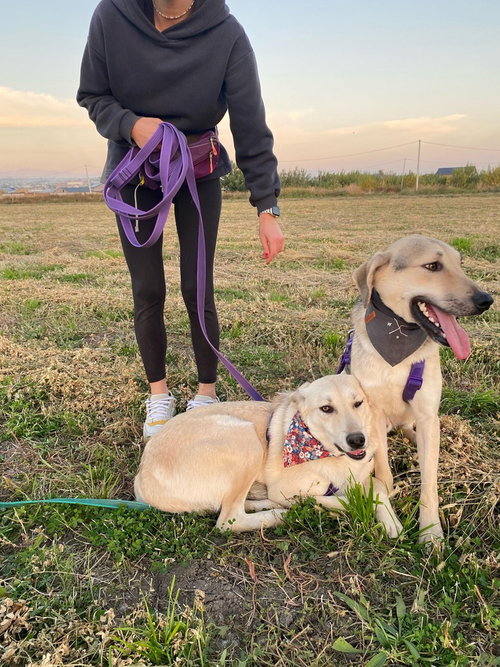 MATILDA (ARMENIA)/LF - Anatolian Shepherd available for adoption