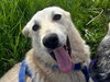 MATILDA (Armenia)/LF - Photo 3