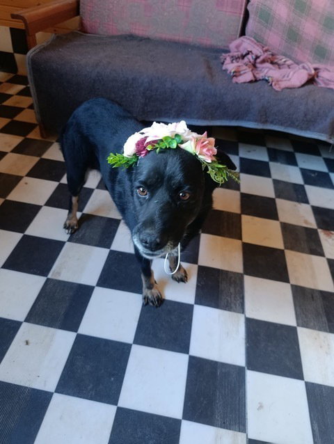 CEYLIN (TURKEY) KT - Labrador Retriever available for adoption