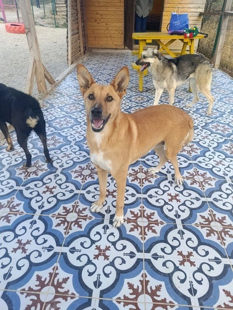 TARCIN (LOCAL) KT - Shepherd available for adoption