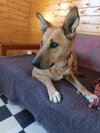 Tarcin (LOCAL) kt - Photo 4