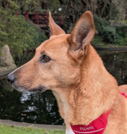 TARCIN (LOCAL) KT - Shepherd available for adoption