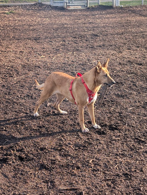 TARCIN (LOCAL) KT - Shepherd available for adoption