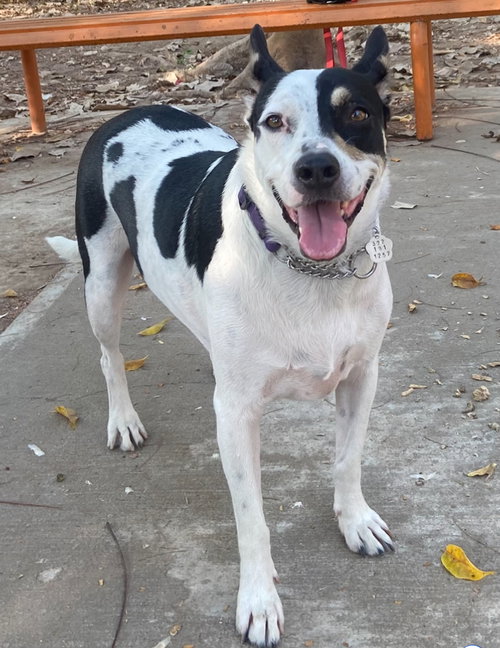 MORNING GLORY (MEXICO) YO - Terrier / Catahoula Leopard Dog available for adoption