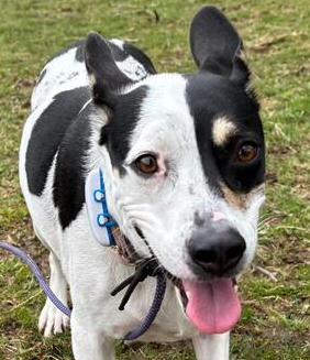 MORNING GLORY - PENDING ADOPTION - KT