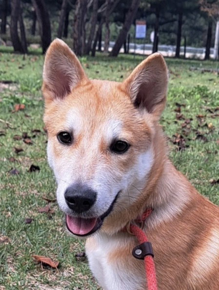 WHISKY (S. KOREA) HZ - Jindo (Korean) available for adoption