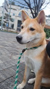 Whisky (S. Korea) HZ - Photo 2