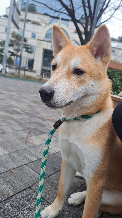 WHISKY (S. KOREA) HZ - Jindo (Korean) available for adoption