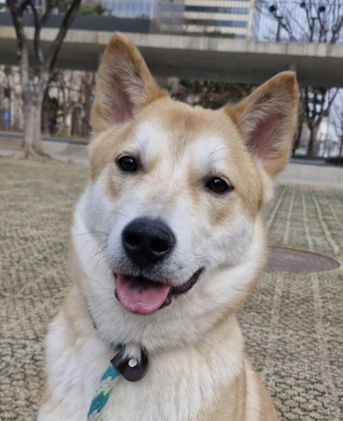 WHISKY (S. KOREA) HZ - Jindo (Korean) available for adoption