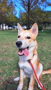 Whisky (S. Korea) HZ - Photo 3
