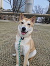Whisky (S. Korea) HZ - Photo 4