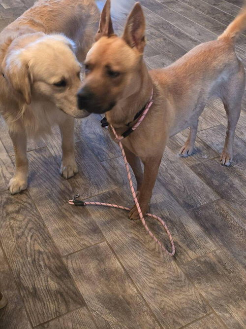 CHANI (US, N MEXICO) YO - Boxer / Shepherd available for adoption