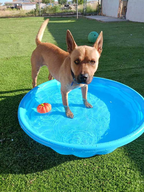 CHANI (US, N MEXICO) YO - Boxer / Shepherd available for adoption