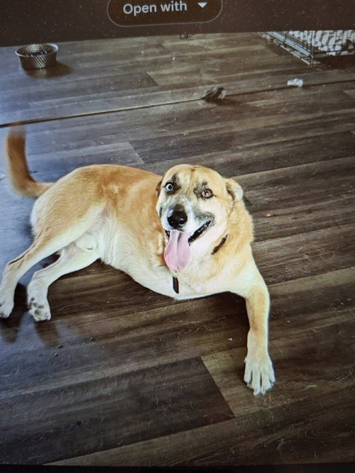 MERLIN (TEXAS) ARRV'G MID FEB - SF - Labrador Retriever / Shepherd available for adoption