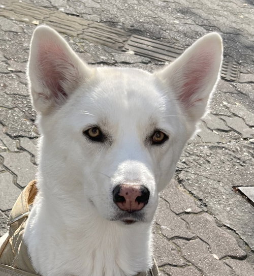 MAY (Korea) yo, an adoptable Jindo in LANGLEY, BC