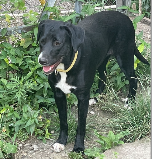 NOONA (REP OF GEORGIA) KT - Labrador Retriever available for adoption