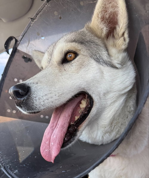 NIEVE (Mexico) yo, an adoptable Husky in LANGLEY, BC