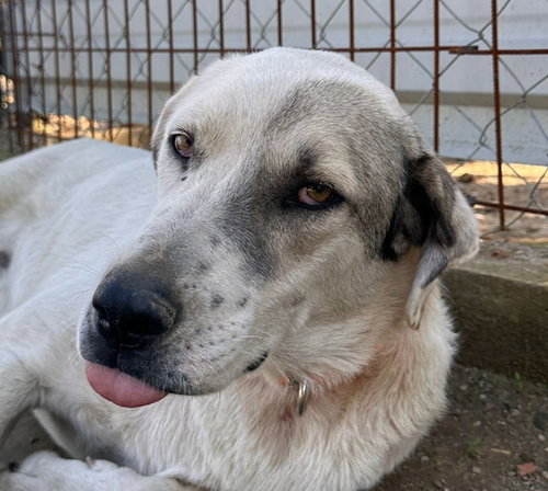 KORSAN (Turkey) kt, an adoptable Pointer in LANGLEY, BC