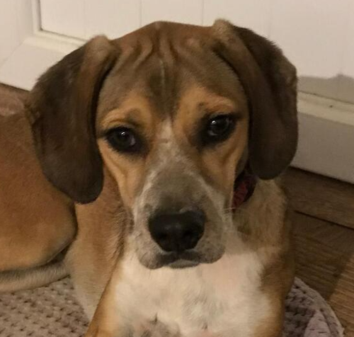 Jezzy (Turkey) kt, an adoptable Beagle in LANGLEY, BC