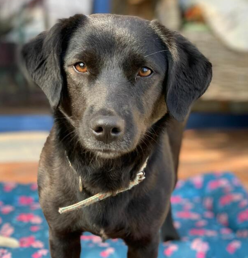 Velvet (Turkey) kt, an adoptable Labrador Retriever in LANGLEY, BC