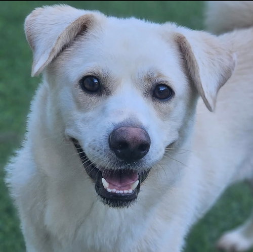 Fiona (S. Korea) HZ, an adoptable Jindo in LANGLEY, BC