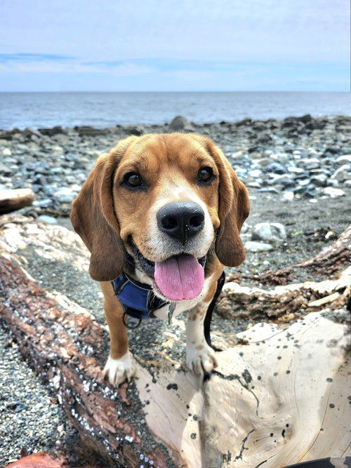Copper the Beagle (CP - LB), an adoptable Beagle in LANGLEY, BC