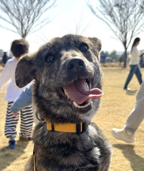 Mirae (Local) Vancouver HZ, an adoptable Jindo in LANGLEY, BC