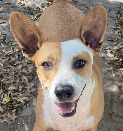 ESTRELLA (Mexico) kt, an adoptable Basenji in LANGLEY, BC
