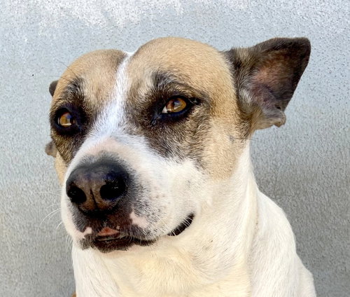 ORINDA (Mexico) kt/yo, an adoptable Basenji in LANGLEY, BC