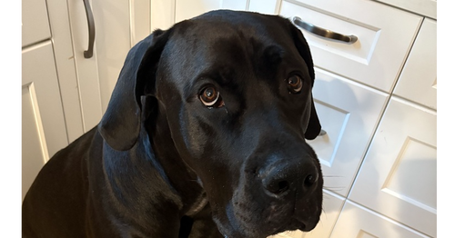 Odin - Courtesy post, an adoptable Great Dane in LANGLEY, BC