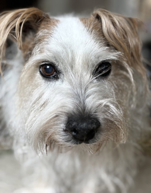 Iggy (LOCAL in Nanaimo) ns, an adoptable Terrier in LANGLEY, BC